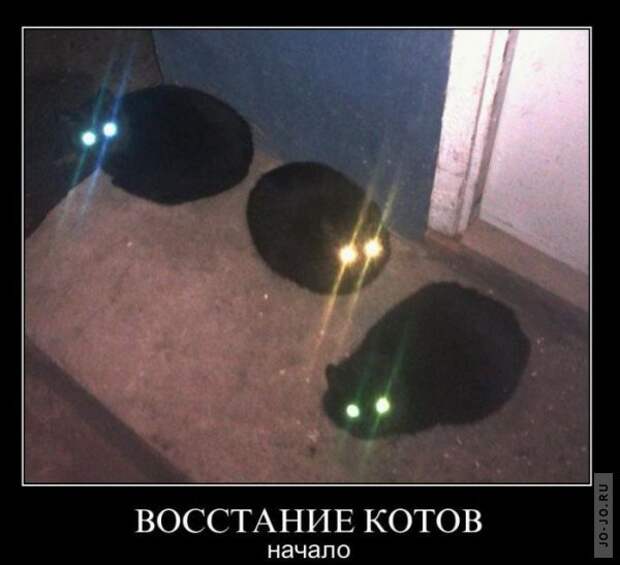 Любителям пушистых и нахальным Любителям пушистых и нахальным демотиваторы, коты, прикол, юмор