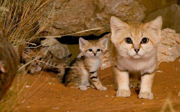 редкие дикие кошки, виды кошек, необычные кошки