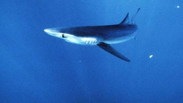 Телеведущий избил акулу и разрушил миф о дельфинах акула, дельфин, животные, факты