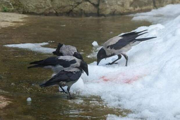 Корочка хлеба за 5000 рублей: юрист рассказала, чем грозит кормление ворон у дома