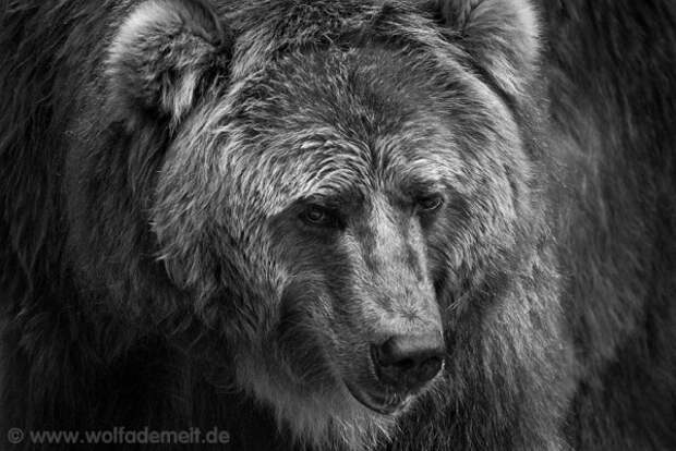 Фотограф-анималист Вольф Адемейт (28 фото)