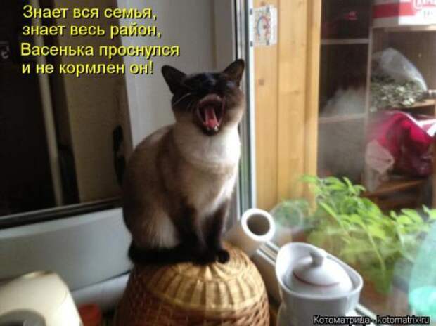 Котоматрицы(картинки с надписями)