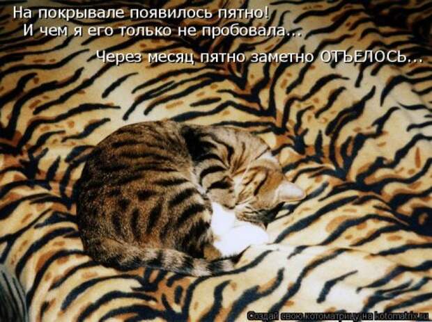 Новая котоматрица на Бугаге (32 фото)
