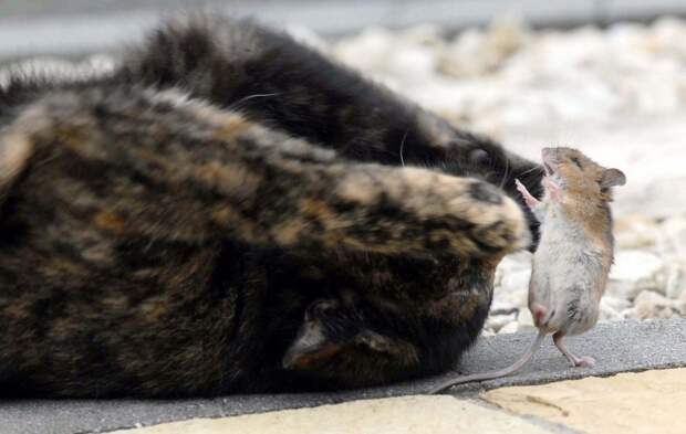 Удивительные фото кошки и мышки с непредсказуемым концом животные, кошки, мышки