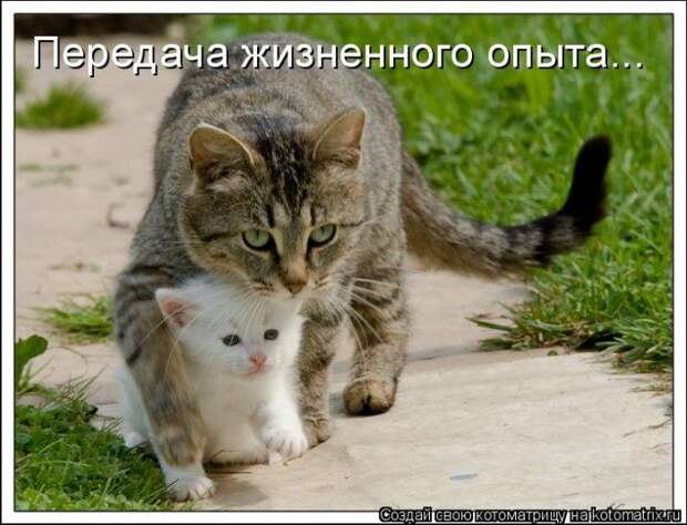 Мысли вслух :)