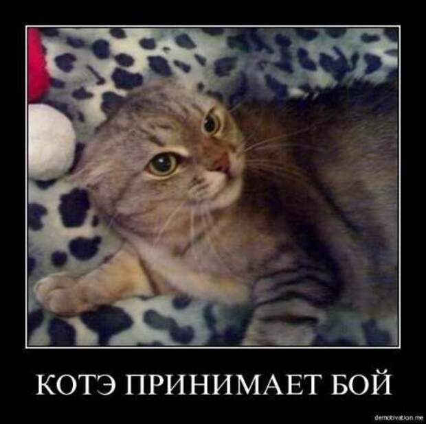Демотиваторы про котэ и не только.