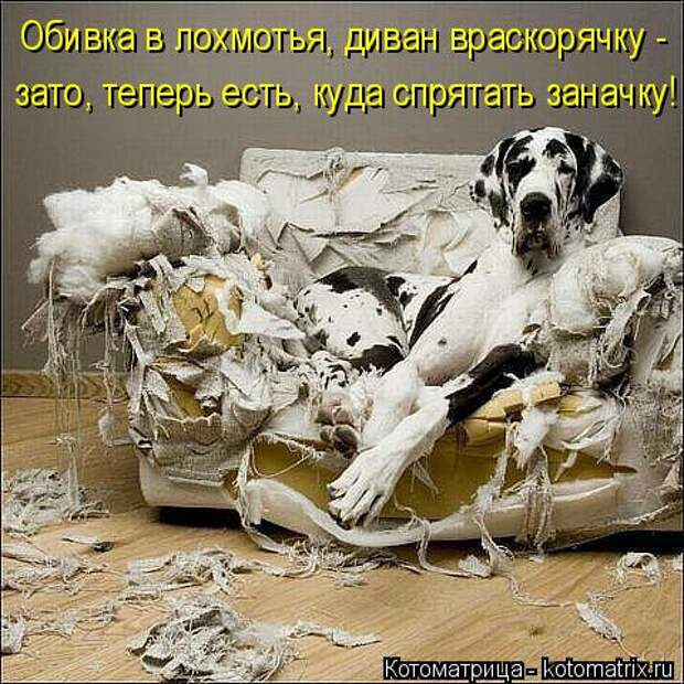 Котоматрица: Обивка в лохмотья, диван враскорячку - зато, теперь есть, куда спрятать заначку!