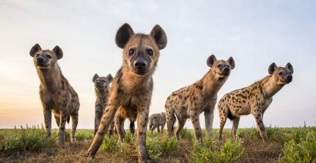 https://cdn.sm-news.ru/wp-content/uploads/2020/02/19/spotted-hyenas-crocuta-crocuta-1300x675.jpg