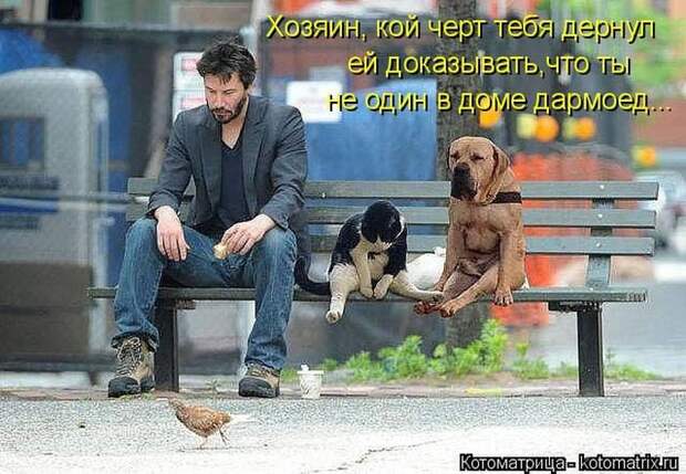 Лучшие котоматрицы недели
