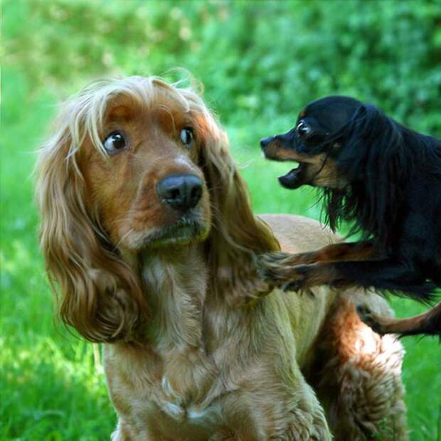 1357981513_35-animal-27 (700x700, 109Kb)