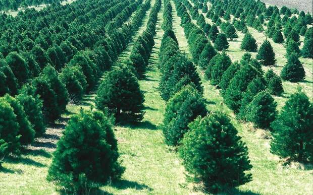 Лес не панацея: почему посадка деревьев не спасет планету от глобального потепления
