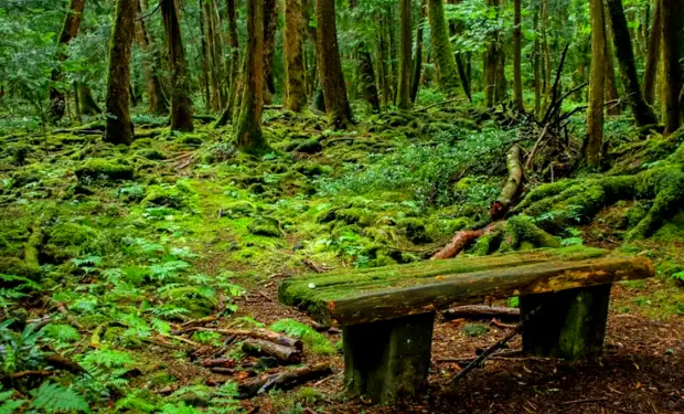 Аокигахара - лес самоубийц в Японии