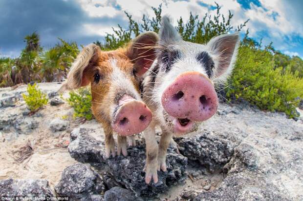 swimmingpigs12 Счастливая жизнь веселых хрюшек на Багамах