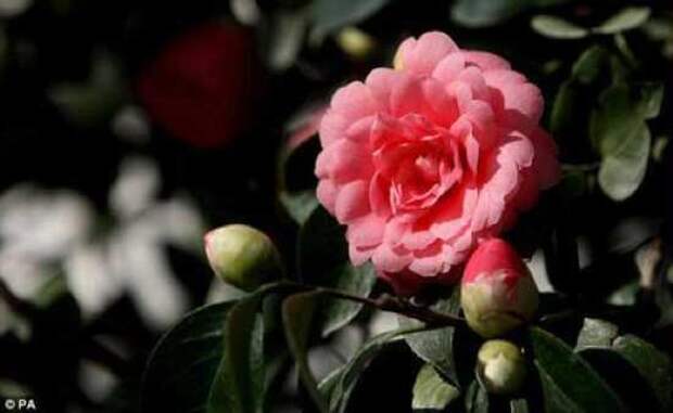 original (550x338, 17Kb)