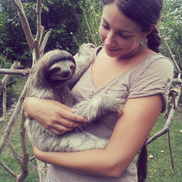405860-R3L8T8D-1000-slothy-1