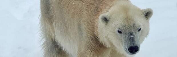 «Снаряды» для арктической атлетки: зоопарк Алматы объявил сбор подарков для медведицы Пурги