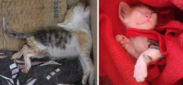 кошка до и после спасения