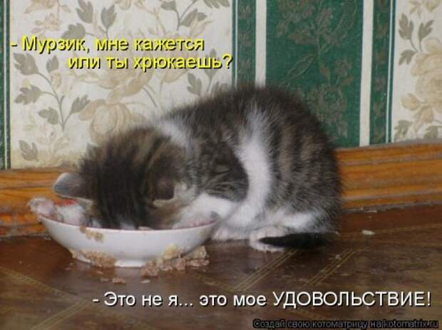 Котоматрица недели (31 фото)