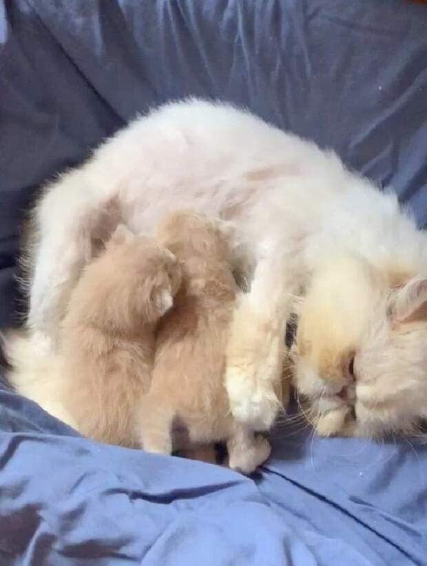 Кошка кормит котят Кошка с котятами