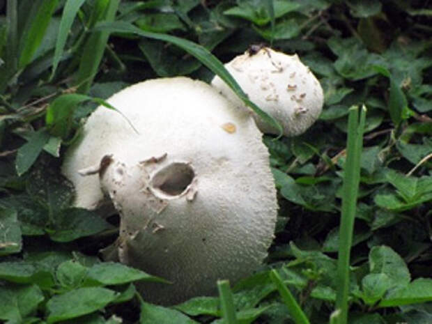 Химикаты против грибов