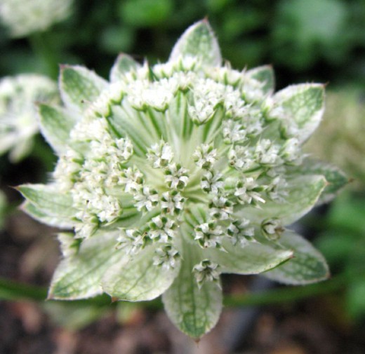 Астранция (Astrantia)