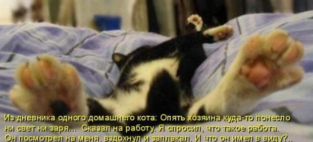 Котоматрица 14