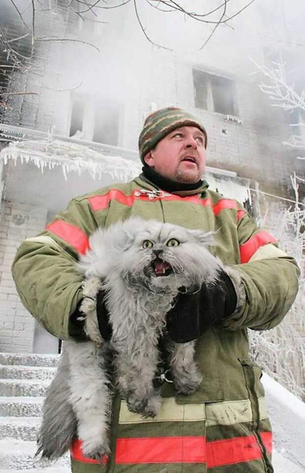самая большая кошка