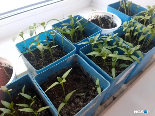 Пикировка перцев и баклажанов: основные правила, как рассадить растения, чтобы их не повредить