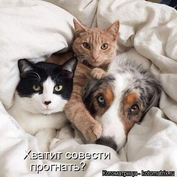 Новая котоматрица (30 фото)