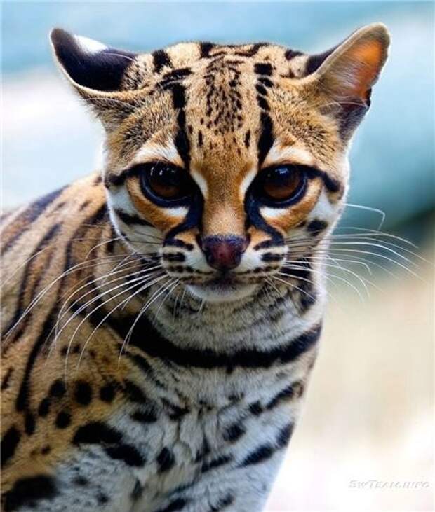 Кот оцелот - красивый хищник