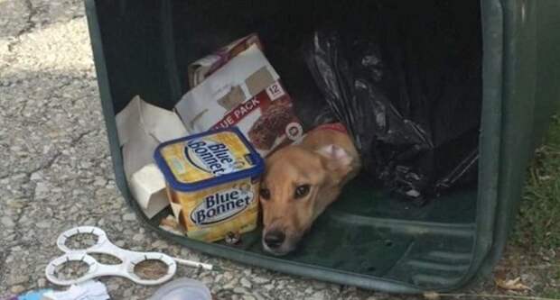 Дворник нашел этого пса, истощенного и заваленного мусором животные, собака, спасение