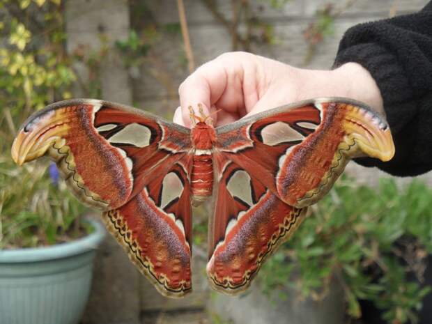 Attacus atlas бабочка