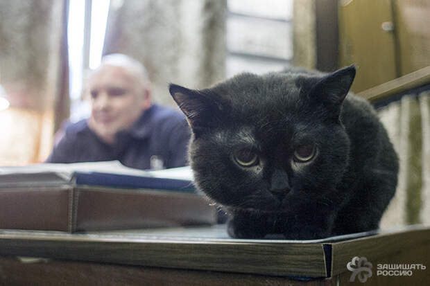 Корабельные коты: суровые и пушистые корабли, коты, кошки, флот
