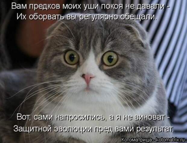 Лучшая котоматрица недели (30 фото)