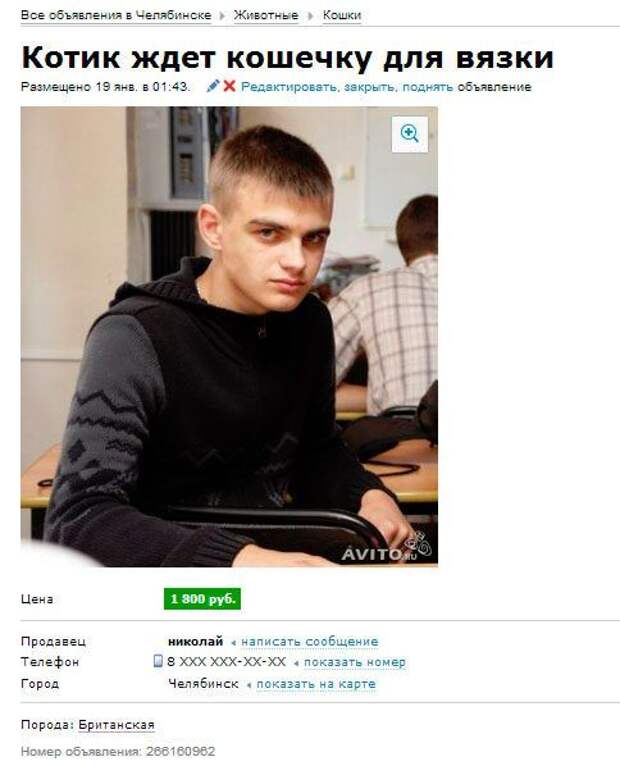 Самые прикольные объявления на Avito Самые прикольные объявления на Avito