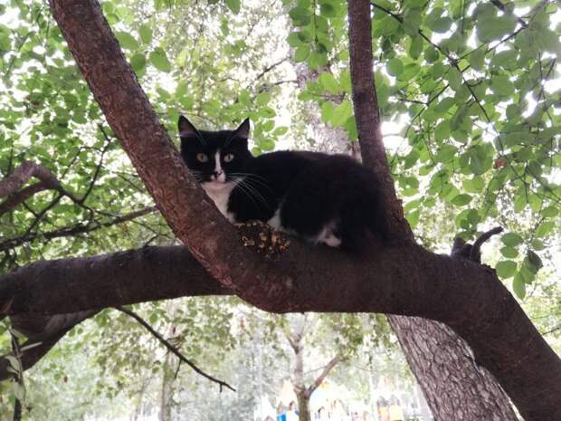 Кошка уютно устроилась на дереве в Отрадном