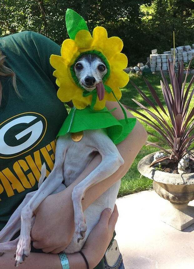 Zappa dog, двойник Сида из Ледникового периода, собака Заппа, собака с высунутым языком