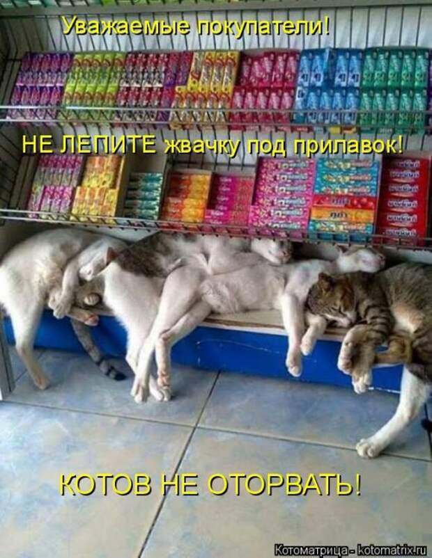 Новая котоматрица (36 фото)
