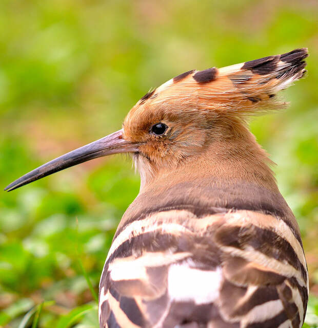 10 птиц с самыми необычными защитными механизмами защита, птицы