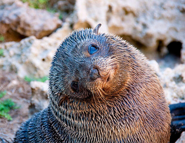 Улыбайся! животные, юмор