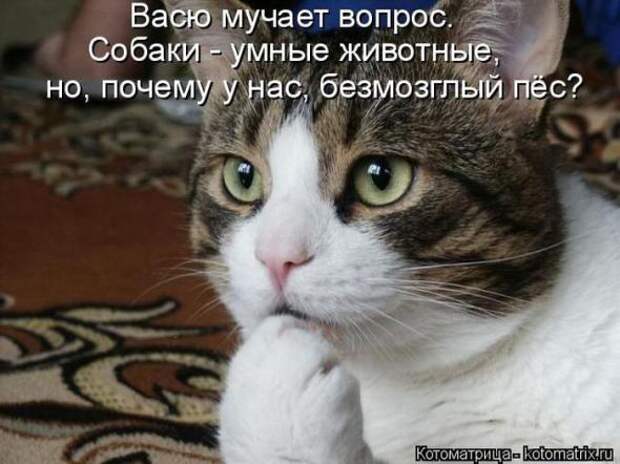 Котоматрицы(картинки с надписями)