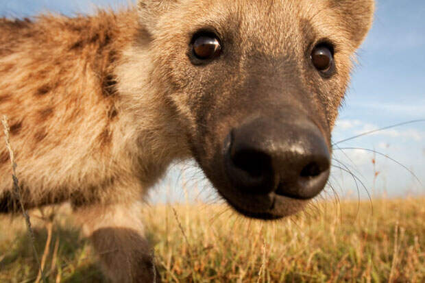 serengetispy-8