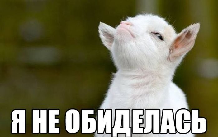 Фразы в картинках. Отличные приколы!