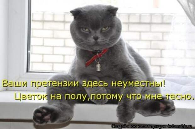 Котоматрица, прикольные коты с надписями.