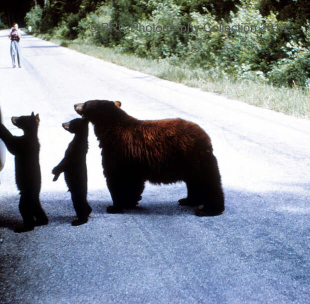 Do not feed the bears, 1964