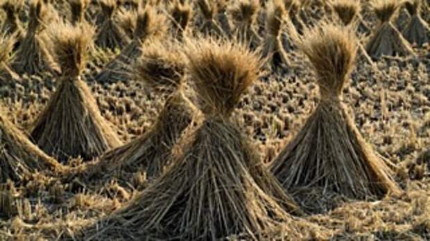 Фото: pixabay.com.
