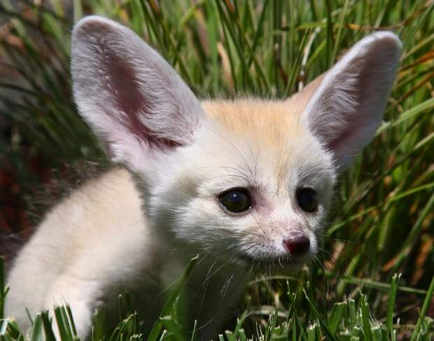 Детеныш фенека. Фото / fennec fox photo 