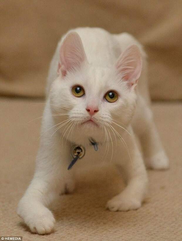 disabledcat03