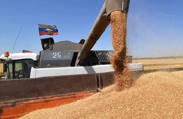 Российская пшеница по праву считается одной из самых лучших в мире (фото из открытых источников)