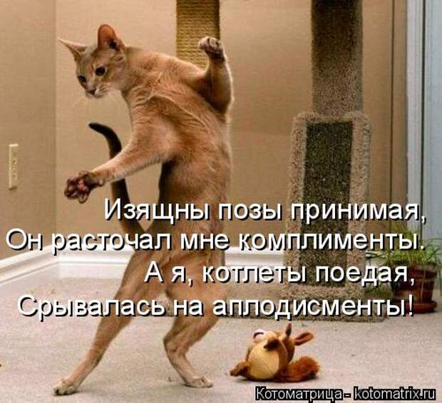 Котоматрица: Изящны позы принимая, Он расточал мне комплименты. А я, котлеты поедая, Срывалась на аплодисменты!